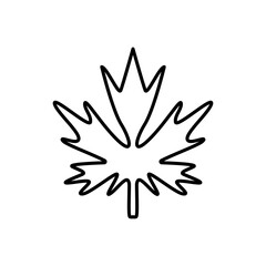 Maple leaf line icon