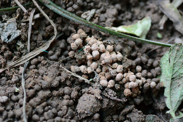 Insect nest
