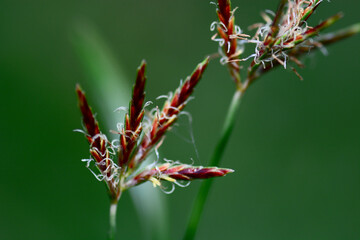 strange flower.