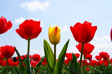 チューリップ畑