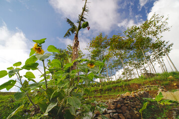 a plantation area in the cool mountains, producing lots of vegetables, the location is called CEMOROSEWU, in the city of KARANGANYAR, CENTRAL JAVA, INDONESIA