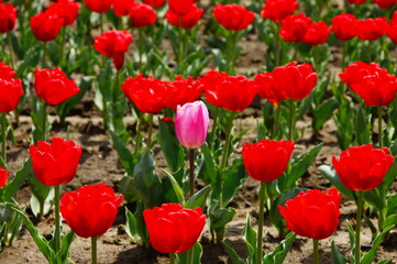 Obraz premium チューリップ畑