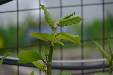 Close-up of leaves of a growing mountaineer in the home garden. Macro.