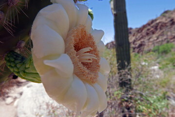 Close-up of saguaro cactus flower