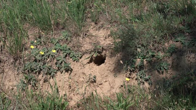Zooming on on a bird nest made into a sandy ground of a roadside