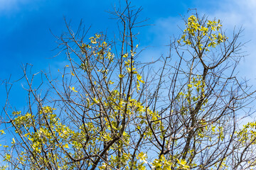 Tree branches under the blue sky.Thailand.