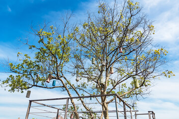Tree branches under the blue sky.Thailand.