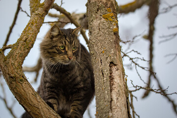 A furry tabby cat playing in a tree on a winter's day in Christchurch New Zealand