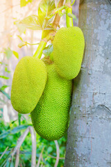 Jackfruit Tree and young Jackfruits