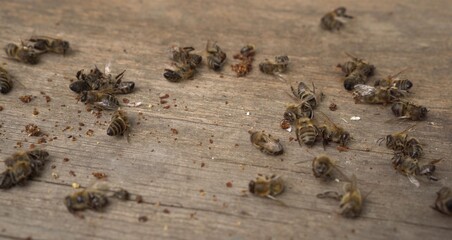 A lot of dead worker honey bees close up. Bees are dying
