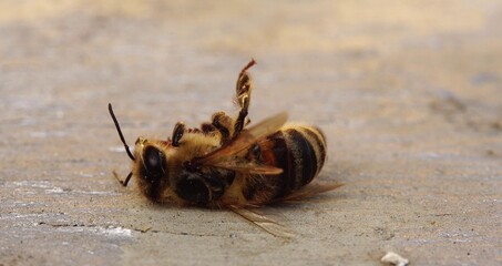 The bee is dying. A dead bee macro. The death of honey bees and environmental pollution by pesticides: The honey bees as biological indicators. Beekeeping (or apiculture). Bee colony in hive