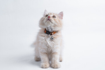 Persian kitten on White background.
