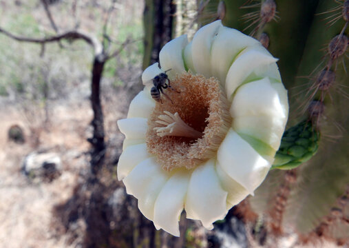 Close-up of saguaro cactus flower