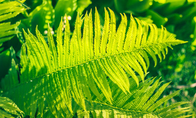 Fern Leaf Background