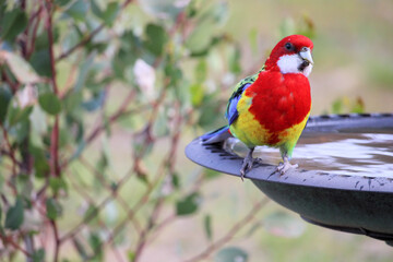 Eastern Rosella (Platycercus eximius) with deformed beak, South Australia