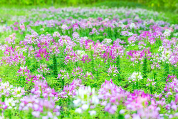 Pink And White Spider flower(Cleome hassleriana)