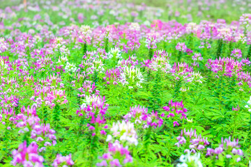 Fototapeta premium Pink And White Spider flower(Cleome hassleriana)