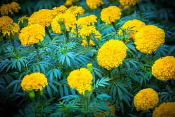 Marigolds (Tagetes erecta, Mexican marigold, Aztec marigold, African marigold)