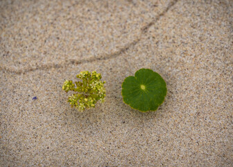 sand with leaf and flower