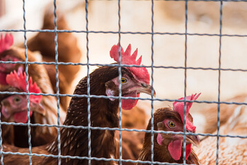 Hen and rooster in cage at farm.Thailand.