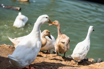 Masses duck in the Farm.Thailand.