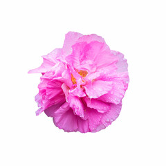 pink Hibiscus flower isolated on white