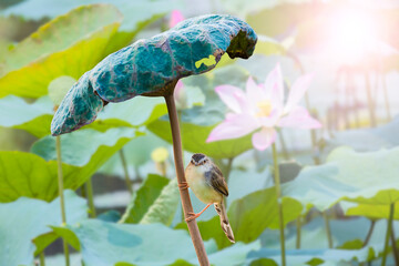 The plain prinia (Prinia inornata), also known as the plain wren-warbler or white-browed wren-warbler
