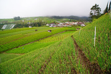 Fototapeta na wymiar a plantation area in the cool mountains, producing lots of vegetables, the location is called CEMOROSEWU, in the city of KARANGANYAR, CENTRAL JAVA, INDONESIA