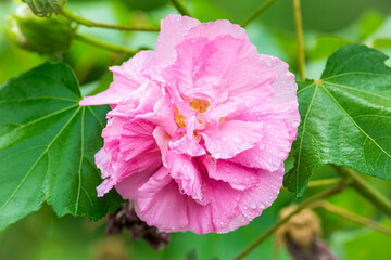 Obraz premium Hibiscus flower on a green background. In the tropical garden