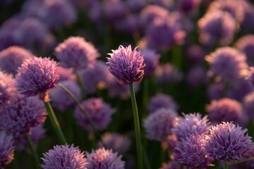 Fototapeta premium The beautiful purple chives flowers