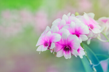 Beautiful orchid flower with natural background.