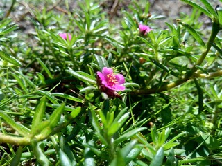 Portulaca grandiflora (rose moss, ten o clock, Mexican rose, moss rose, Vietnam-Rose, sun rose, rock-rose, moss-rose purslane)