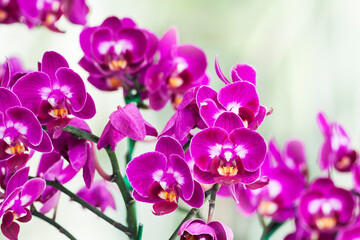 Obraz premium Beautiful orchid flower with natural background.