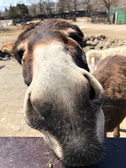 Fototapeta premium wild boar in zoo