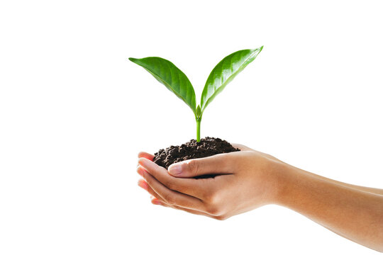 Hand Holding Young Plant Isolate On White Background