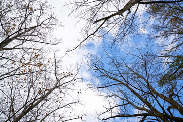 perspective branch trees with blue sky and cloud