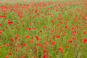 Obraz premium many red poppies stand on a field