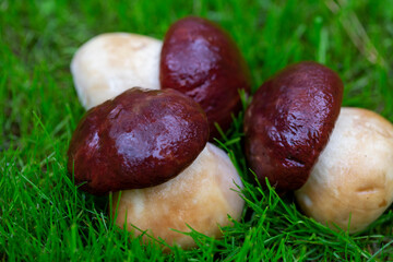 porcini mushrooms scattered on the grass
