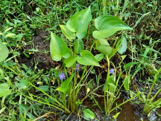 Pontederia vaginalis (heartshape false pickerelweed, oval-leafed pondweed, enceng sawang, wewehan) with a natural background. Each has six purple-blue tepals just over a centimeter long.