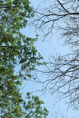 Fresh green leaves and dry branches with blue sky background
