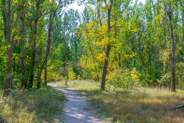 Nature takes over the Ukrainian town Pripyat