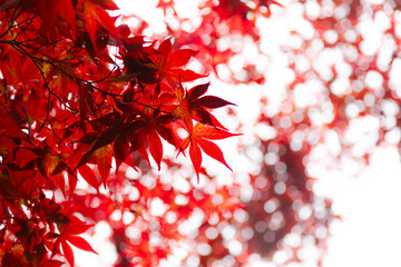 紅葉のクローズアップ