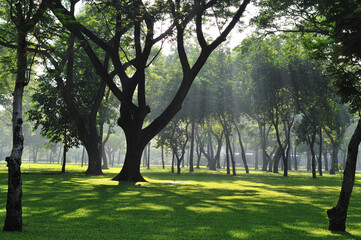 Fototapeta na wymiar Morning sunlight in a park