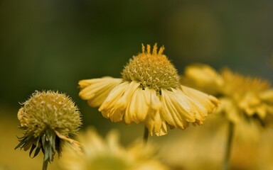 yellow daisy flower