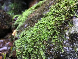 moss on tree