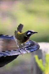 White-eared Honeyeater at birdbath, South Australia