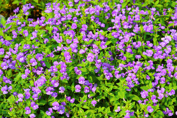 Blue Hawaii is Biennial plants that can be released throughout the year