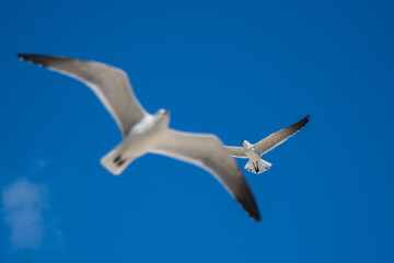 Gabiotas en la playa