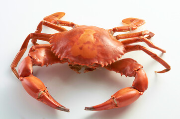 Crab isolated on white background. Fresh seafood. Serrated mud crab.