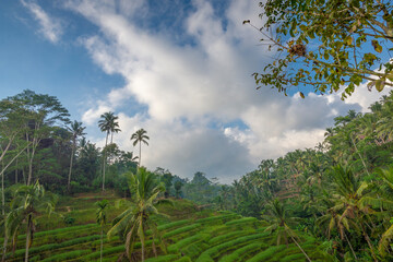 Tegalalang rice terraces, early morning, Ubud, Bali, Indonesia